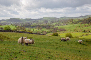 Fototapeta premium Flock of Sheep Grazing on Green Hillside with Peak District Valley View