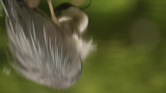 Abstract reflection of grey heron pruning plumage and feathers with soft green bokeh blurred background
