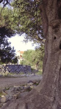 Old olive tree trunk slide around