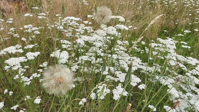 Bl&uuml;hende Schafgarbe (Achillea millefolium) mit gro&szlig;er Bocksbart-Pusteblume auf sommerlicher Wildblumenwiese | Querformat