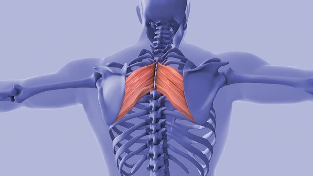 Inflamed Rhomboid Major Muscle Pain Anatomy Concept