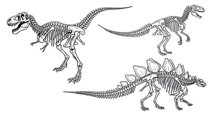 Detailed dinosaur skeleton fossils of tyrannosaurus and stegosaurus © tuyun
