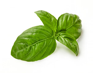 Fototapeta premium Green basil leaves isolated on white background
