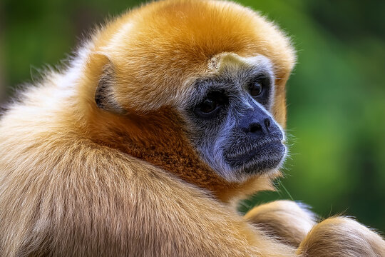 Ein gelber Gibbon