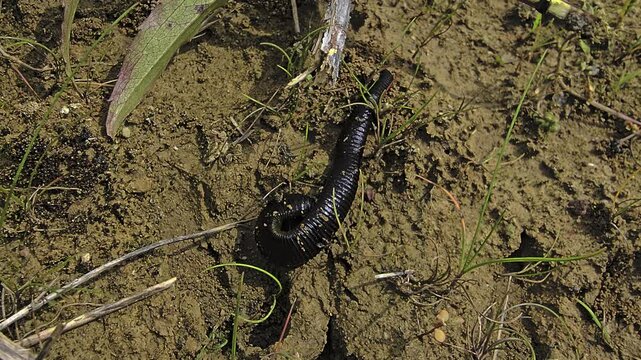 Leech moving across wet sandy ground in natural habitat captured in macro with detailed body texture and locomotion