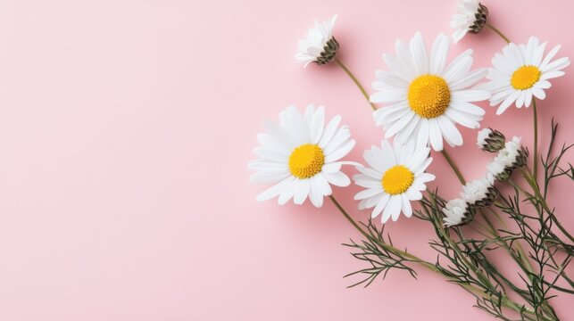 daisies on pink background