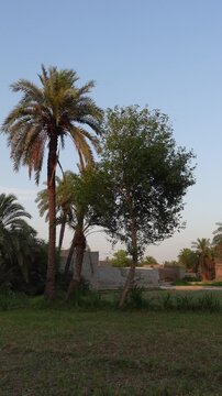 Beautiful voice of Asian Koel siting on  Dates trees, outdoor video