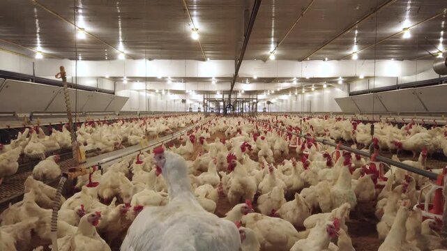 Large flock of white broiler chickens raised inside a modern commercial poultry house equipped with automated feeding and drinking systems. Intensive poultry farming operation designed for efficient 