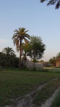 Beautiful voice of Asian Koel siting on  Dates trees, outdoor video