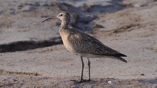 Close up of a whimbrel shorebird with a long curved beak standing on a sandy mudflat in its natural habitat