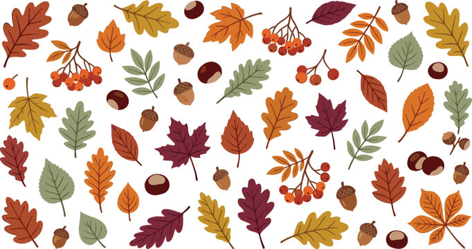 Autumn foliage vector elements collection with colorful flat dry leaves rowan berries acorns and chestnuts for seasonal fall pattern design isolated on white background