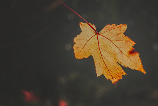 Single orange leaf hanging against dark background