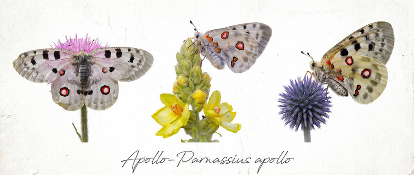 An illustration of three Apollo butterflies (Parnassius apollo) perched on various flowers against a white background.