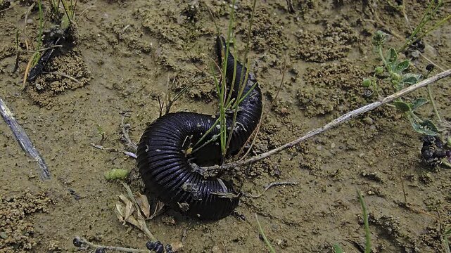 Medicinal leech crawls across damp sandy soil searching for water captured in macro with detailed body movement and close anatomy