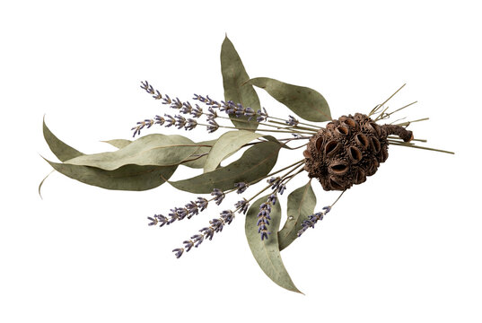 Dried banksia seed pod with eucalyptus leaves and lavender sprigs, rustic botanical floral arrangement isolated