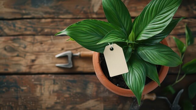 Close top view potted plant with hanging tag mother's day mockup on rustic wooden surface for greeting card background and plant gift label