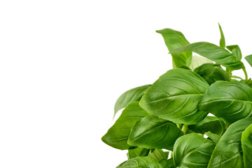 Obraz premium Fresh Green Basil Leaves on White Background