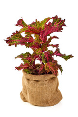 Naklejka premium Colorful Coleus Plant in a Burlap Pot on White Background