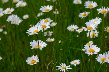Fototapeta premium Magerwiesen-Margerite (Leucanthemum vulgare)