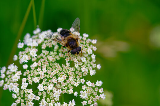 Wald-Mistbiene (Eristalis pertinax )