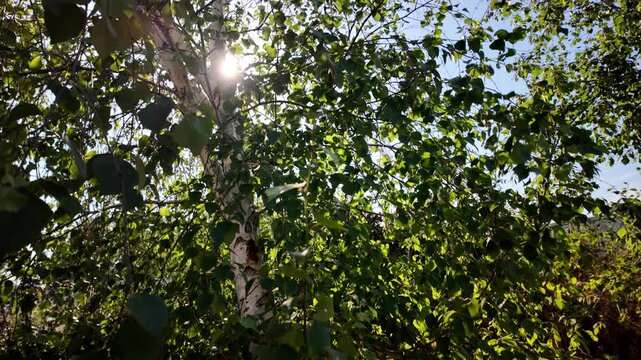 A dynamic golden hour frame capturing a breeze-blown silver birch tree. The dense foliage and distinctive white bark are bathed in warm light. Shot in breathtaking 4K 24fps with Motion Blur.