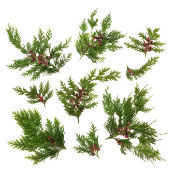 Cedar cypress green leaf sprig foliage collection with pine cones on white background. Fresh natural nature flora for decoration and healing herbal medicine. Thuja, cupressus.