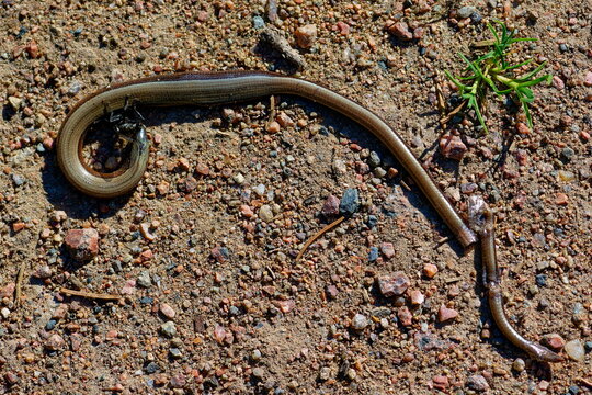 
Tote Blindschleiche (genauer: Westliche Blindschleiche) (Anguis fragilis)