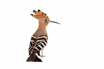 Eurasian Hoopoe Bird with Distinctive Crest and Striped Wings Profile © Nadira