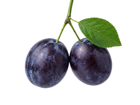 Two ripe purple plums on a branch with green leaf isolated on transparent background