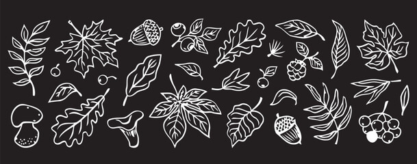 White line art leaf, flower, and berry illustrations, botanical elements set, black background, 25 pieces © Mir