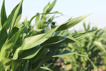 Fototapeta premium Young corn field on a sunny day. Green rows of crops on fertile soil under clear sky. Agribusiness and grain growing concept. Bright green corn shoots on a farm field. Agriculture in summer