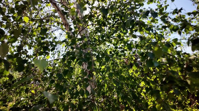 A dynamic golden hour frame capturing a breeze-blown silver birch tree. The dense foliage and distinctive white bark are bathed in warm light. Shot in breathtaking 4K 24fps with Motion Blur.