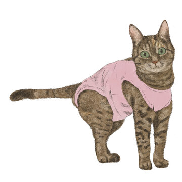 術後服着た猫さん