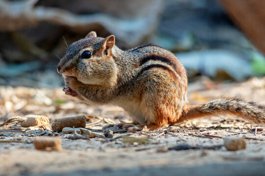 Portrait of a chipmunk nibbling on food while foraging on the ground