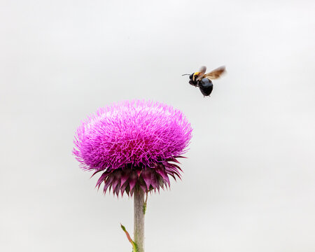Bumblebee in mid-flight approaching a vibrant purple thistle flower