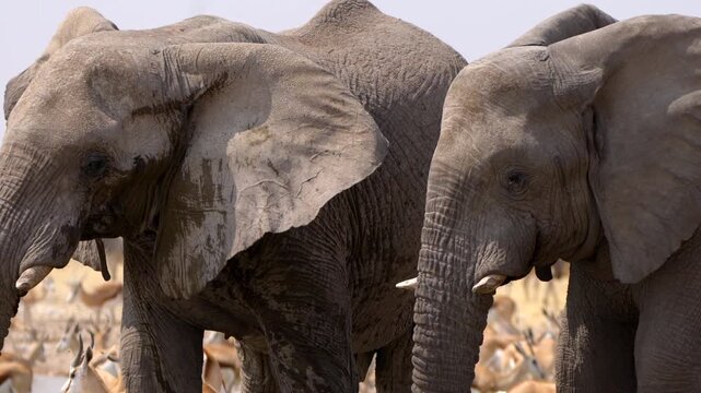 Close-up shot of two African elephants bathing and drinking from a waterhole in Etosha National Park, Namibia.