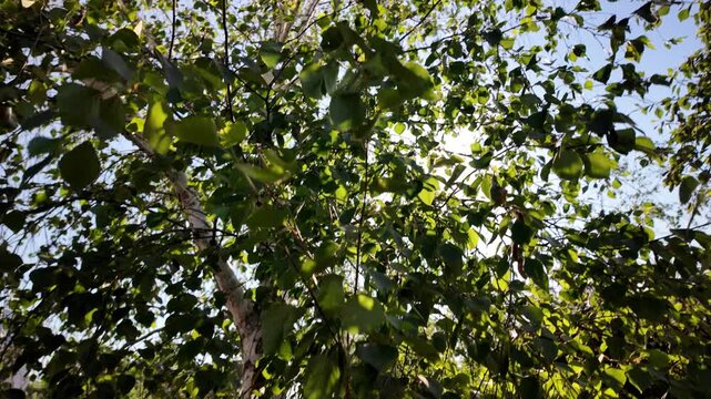 A dynamic golden hour frame capturing a breeze-blown silver birch tree. The dense foliage and distinctive white bark are bathed in warm light. Shot in breathtaking 4K 24fps with Motion Blur.