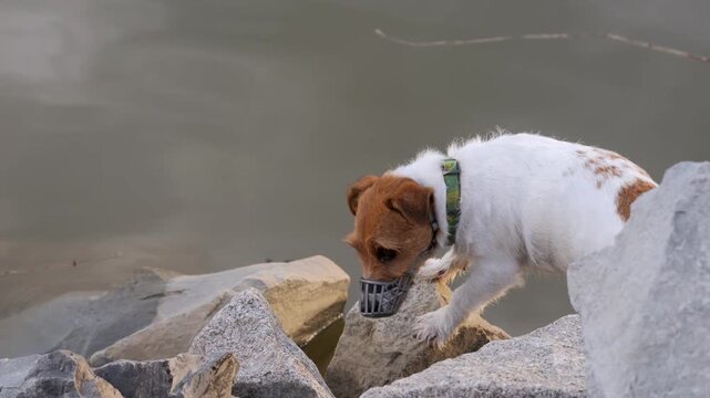 Small, energetic Jack Russell Terrier explores rocky terrain near water. The dog carries a stick in its mouth, showing playful curiosity. It carefully navigates between stones