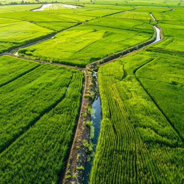Aerial Green Rice Paddies and Irrigation Channels