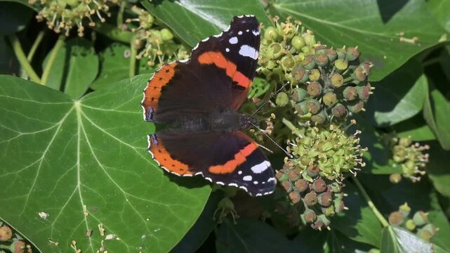 Red Admiral butterfly (Vanessa atalanta) on Ivy flowers (Hedera helix) Kent, UK [Slow motion x5]