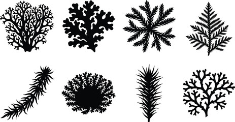 Aquatic plants and seaweed vector silhouette set featuring diverse marine flora kelp moss coral and underwater vegetation graphic elements © MstRehna