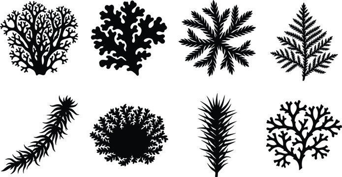 Aquatic plants and seaweed vector silhouette set featuring diverse marine flora kelp moss coral and underwater vegetation graphic elements