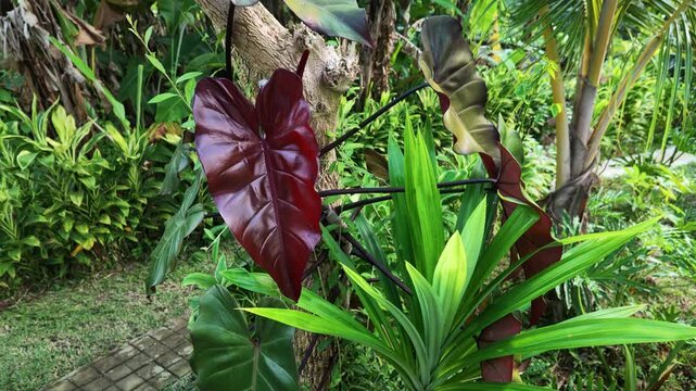 Tropical Garden with Red Philodendron and Green Pandan Plants