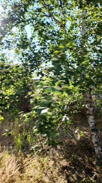 A dynamic golden hour frame capturing a breeze-blown silver birch tree. The dense foliage and distinctive white bark are bathed in warm light. Shot in breathtaking 4K 24fps with Motion Blur.