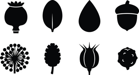Collection of botanical black silhouettes featuring seeds pods leaves and acorn icons isolated on white background in image_54d99b.png © Sirajul