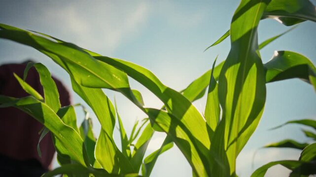 Farmer in casual farm attire walks between rows of young corn stalks and green leaves in vast field during a routine inspection, assessing crop growth and condition for agricultural business purposes