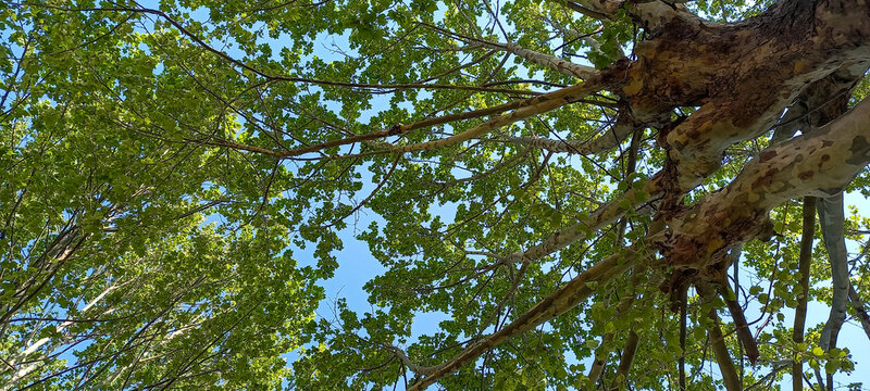 Looking Up Through Green Sycamore Tree Canopy on a Bright Sunny Day