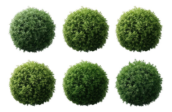Six green boxwood shrubs forming perfectly round topiary balls for garden landscaping on transparent background