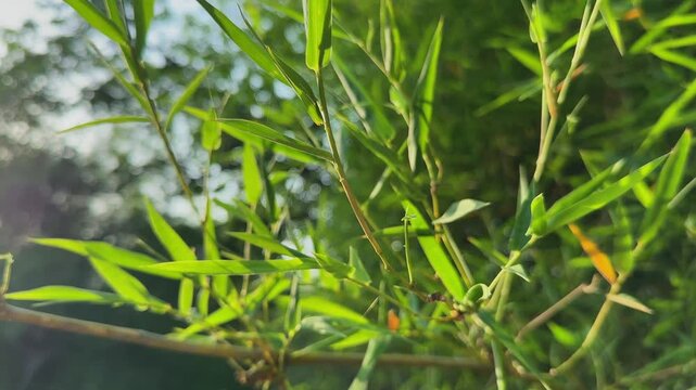 Smooth orbiting movement through bamboo stems and slender foliage illuminated by warm morning sunlight creating a vibrant woodland atmosphere with natural depth and texture