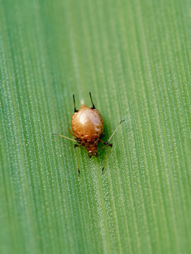 Parasitized Aphid (Aphid Mummy)